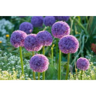 Díszhagyma (Allium)