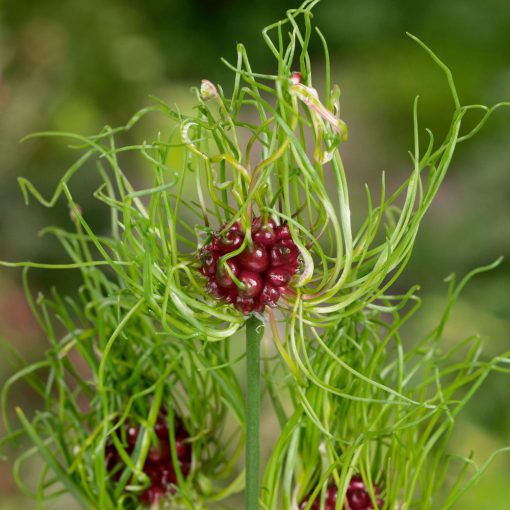 Allium Hair - Díszhagyma