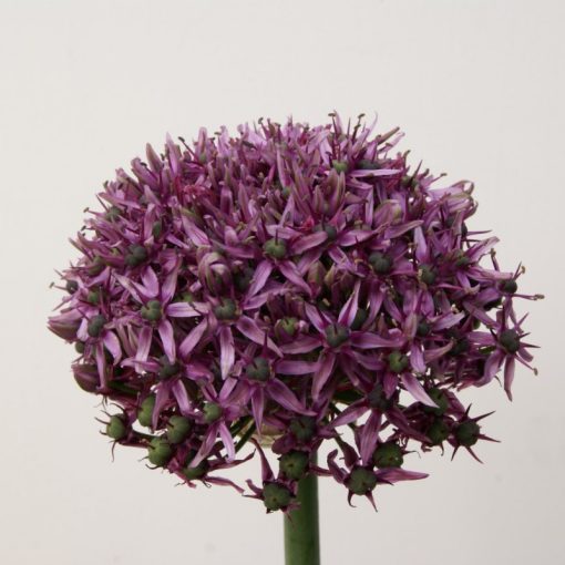 Allium Mercurius - Díszhagyma