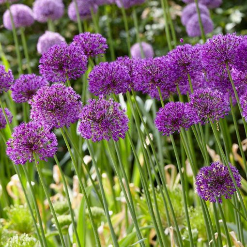 Allium Purple Sensation - Díszhagyma