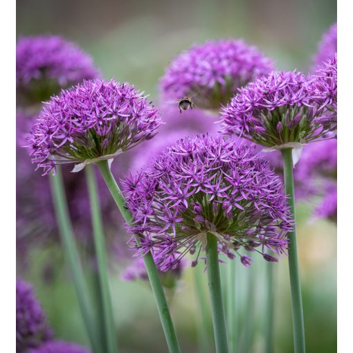 Allium Violet Beauty - Díszhagyma