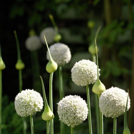 Allium White Cloud - Díszhagyma