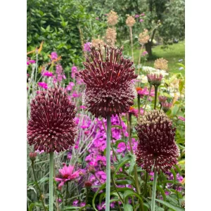 Allium amethystinum Red Mohican - Díszhagyma