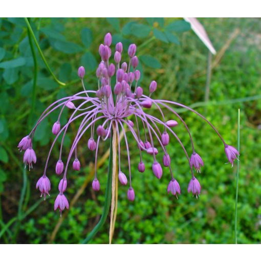 Allium carinatum ssp. Pulchellum - Díszhagyma