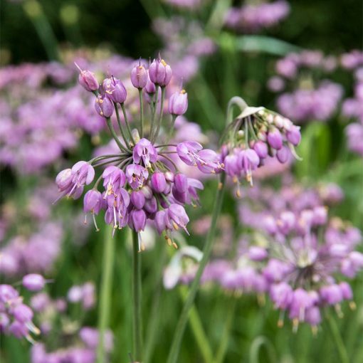 Allium cernuum - Díszhagyma