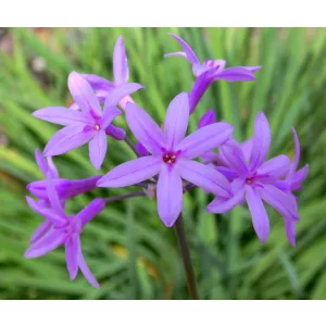 Tulbaghia violacea - Fokföldi csillagvirág