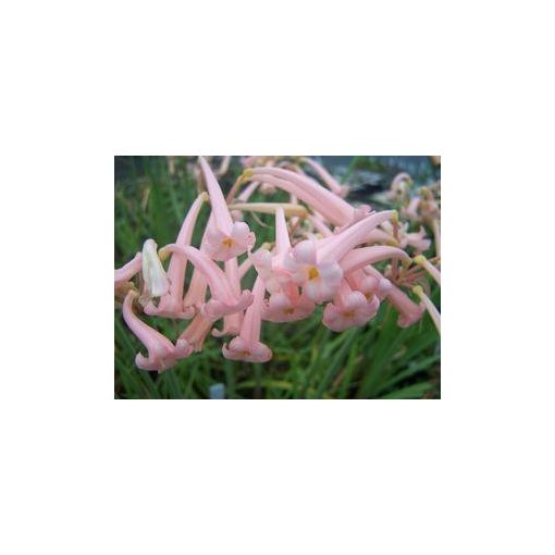 Cyrtanthus mckenii Himalayan Pink (4/+) - Fokföldi görbeliliom