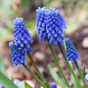Muscari armeniacum - Fürtös gyöngyike