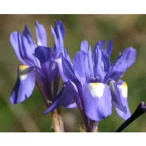 Gynandriris sisyrinchium