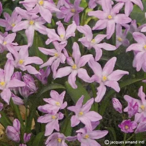 Chionodoxa luciliae Rose Queen - Hófény