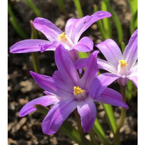 Chionodoxa luciliae Violet Beauty - Hófény