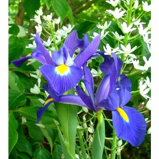 Iris hollandica Blue Magic - Holland írisz