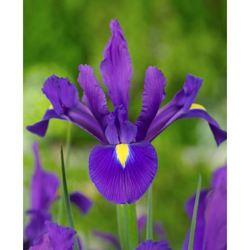 Iris hollandica Purple Sensation - Holland írisz