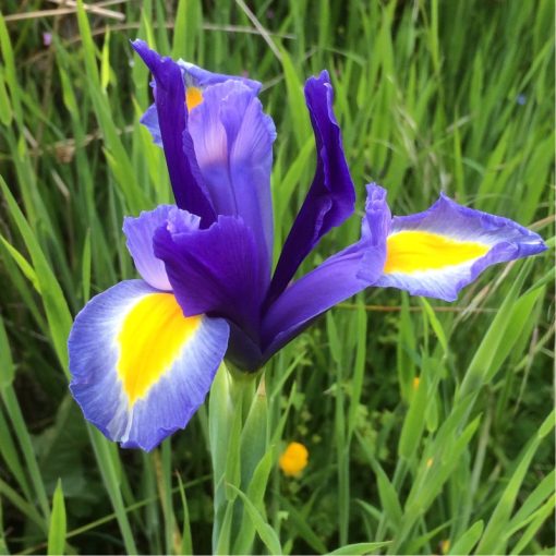 Iris hollandica Sapphire Beauty - Holland írisz