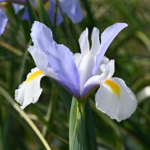 Iris hollandica Silvery Beauty - Holland írisz