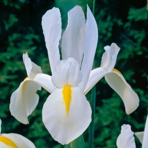 Iris hollandica White Excelsior - Holland írisz
