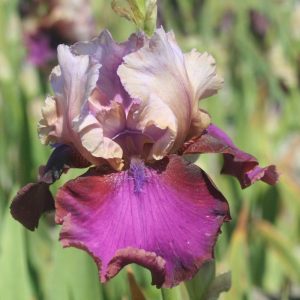 Iris germanica Burgermeister - Kerti nőszirom