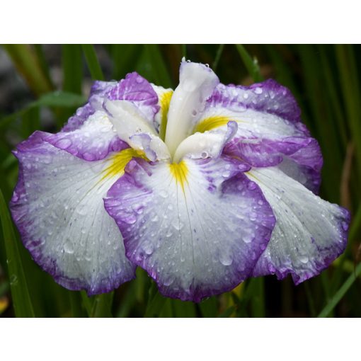 Iris ensata Light At Dawn - Japán nőszirom