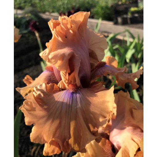 Iris germanica Amber Essence