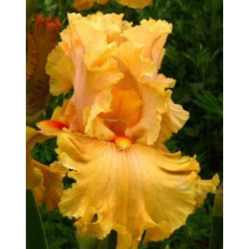 Iris germanica Boyd
