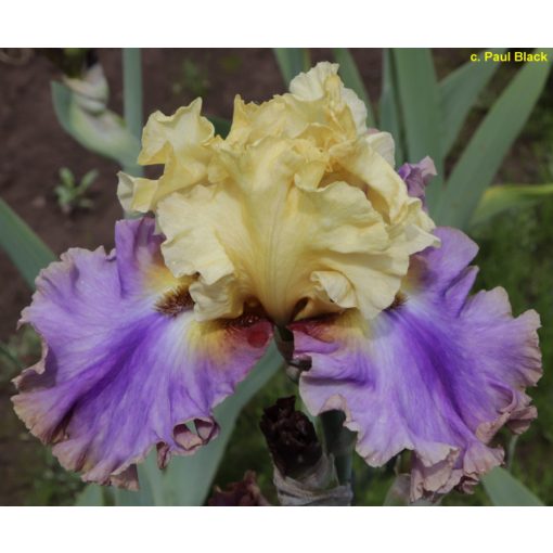 Iris germanica Bright Within