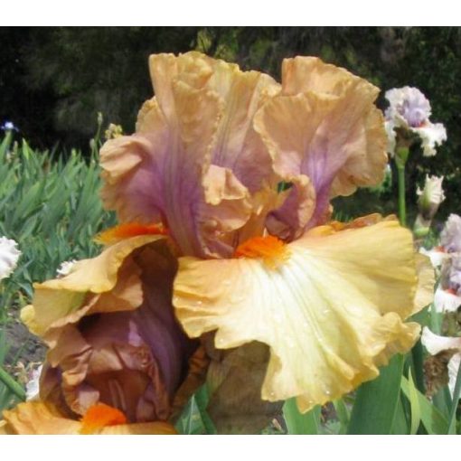 Iris germanica Broome Sunset