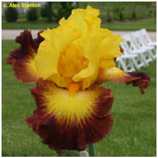 Iris germanica Burst of Glory