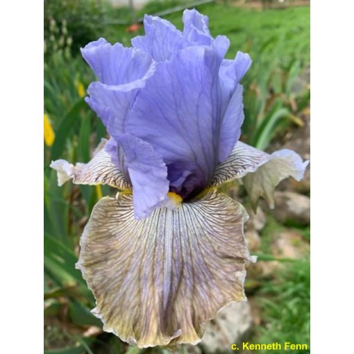 Iris germanica Butterfly Affair