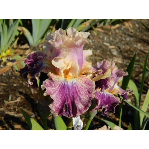 Iris germanica Celtic Tartan