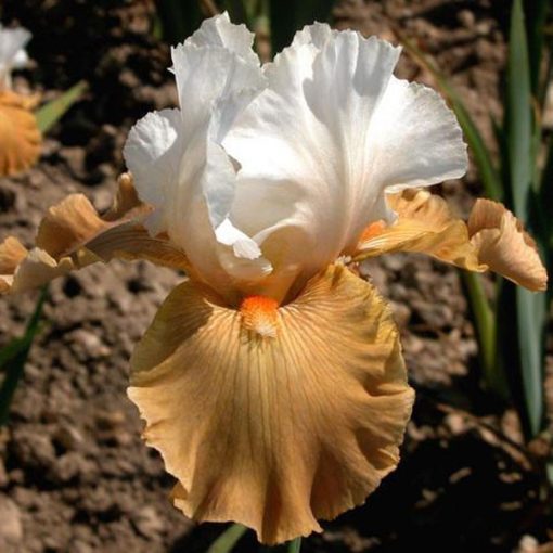 Iris germanica Chateau dAuvers Sur Oise