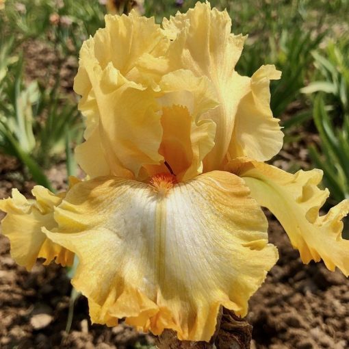 Iris germanica Cheap Frills
