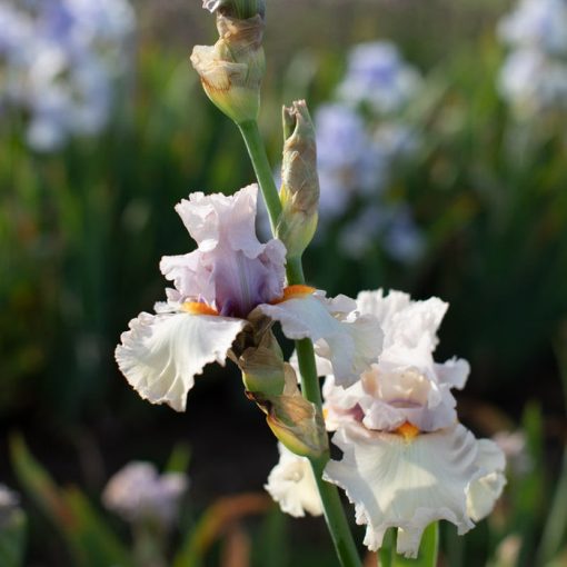 Iris germanica Chenille