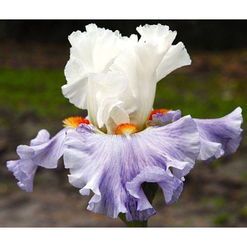 Iris germanica Churchill Lane