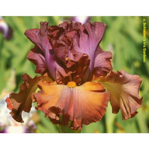 Iris germanica Cinque Terre