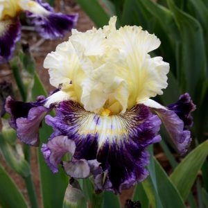 Iris germanica Cold Fusion