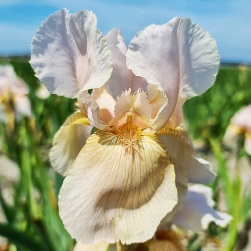 Iris germanica Constant Wattez
