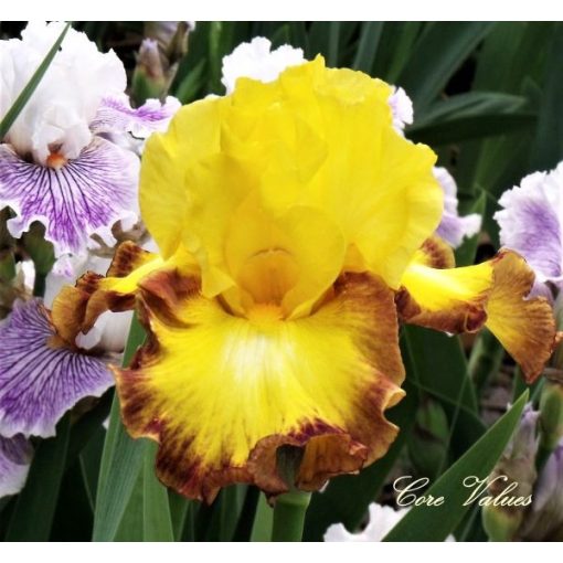 Iris germanica Core Values