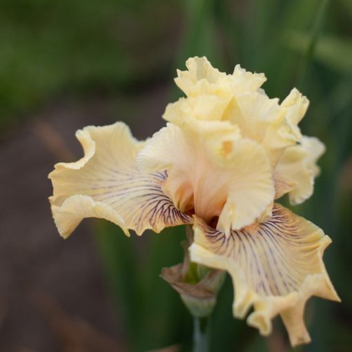 Iris germanica Cotillion Gown