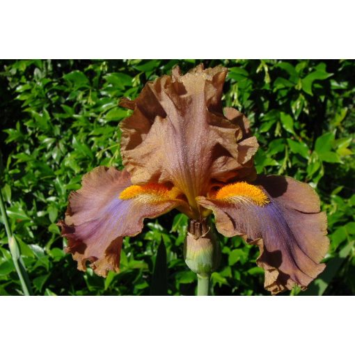 Iris germanica Cow Patty