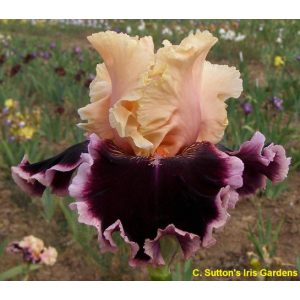 Iris germanica Dazzle