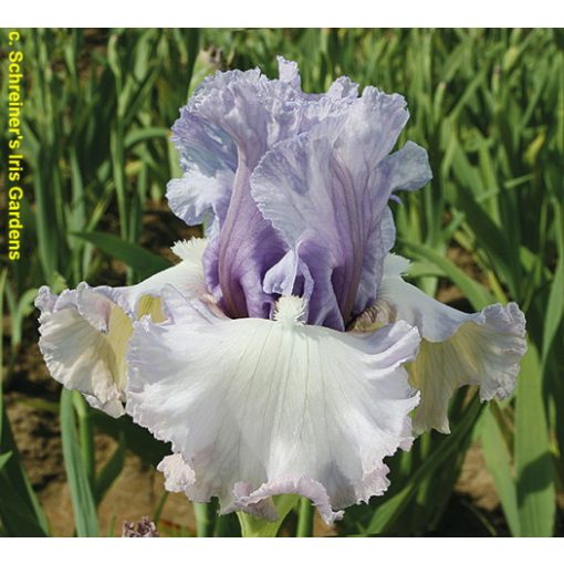 Iris germanica Dearie