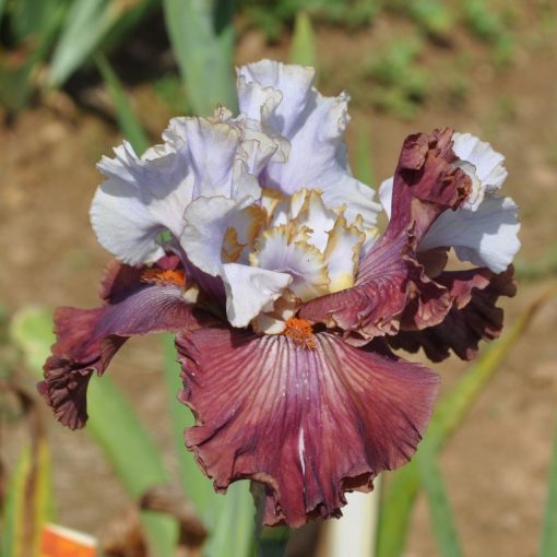 Iris germanica Devils Intent