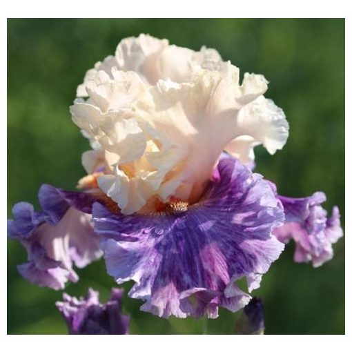Iris germanica Devilicious
