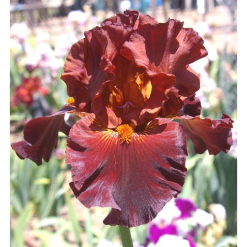 Iris germanica Double Chocolate