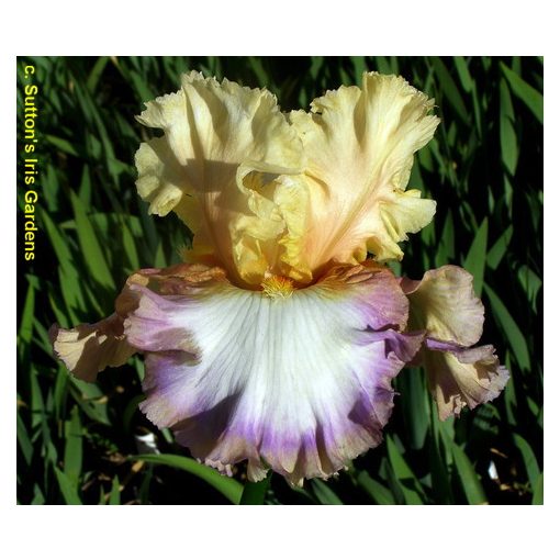 Iris germanica Dueling Bands