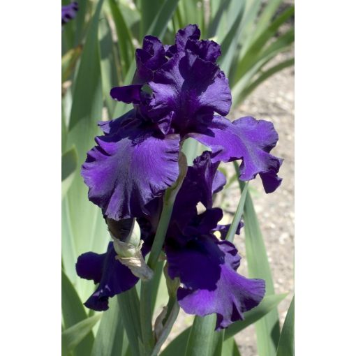 Iris germanica Dusky Violet