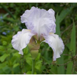 Iris germanica English Cottage