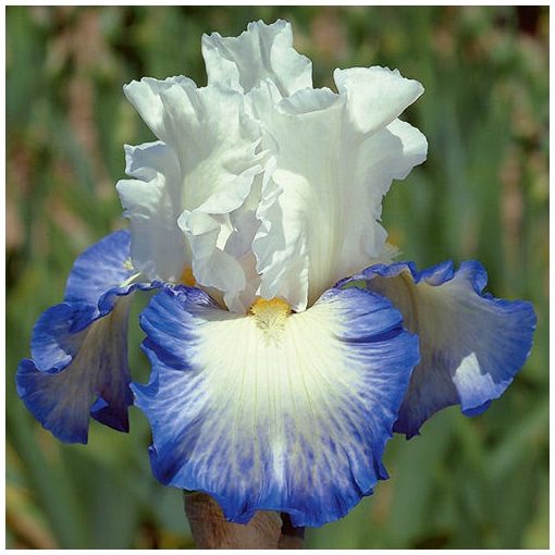 Iris germanica Fabuleux