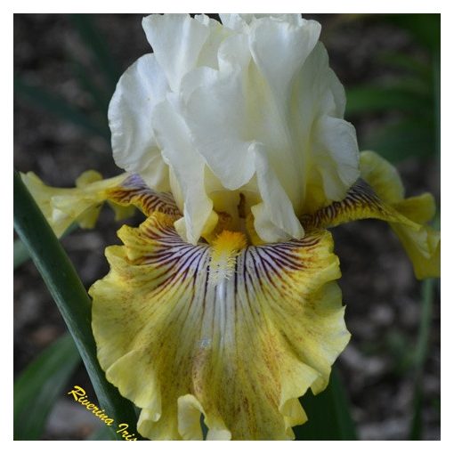 Iris germanica Fancy and Flutter