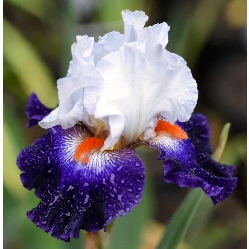 Iris germanica Favourite Beau